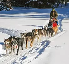 chien de traineau vacances en camping en famille