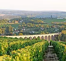 Flower Campings Les Portes de Sancerre vignes