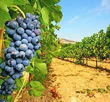 Saint-Satur Flower Campings Les Portes de Sancerre vignes