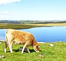 plateau de l'aubrac, camping famille aveyron
