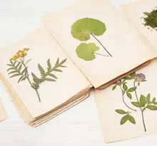 Herbier pour idées de DIY