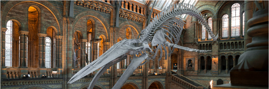 Squelette de baleine dans un musée accroché au plafond